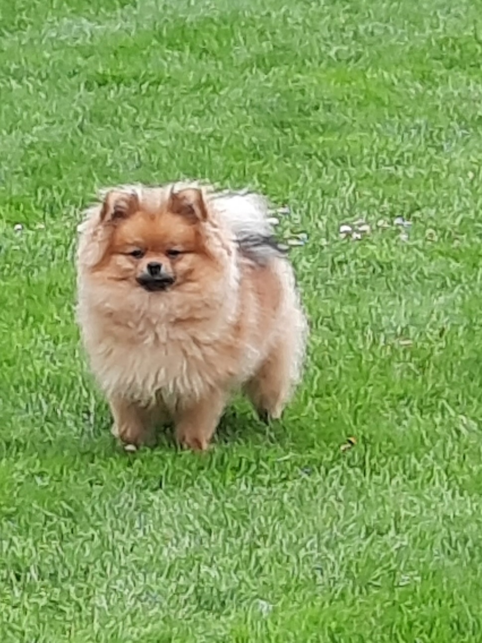 My pride and Joy